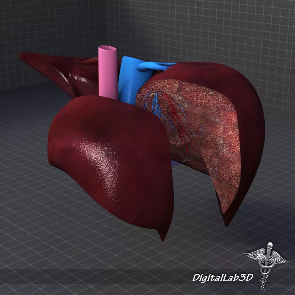 Liver Anatomy 3D model_0