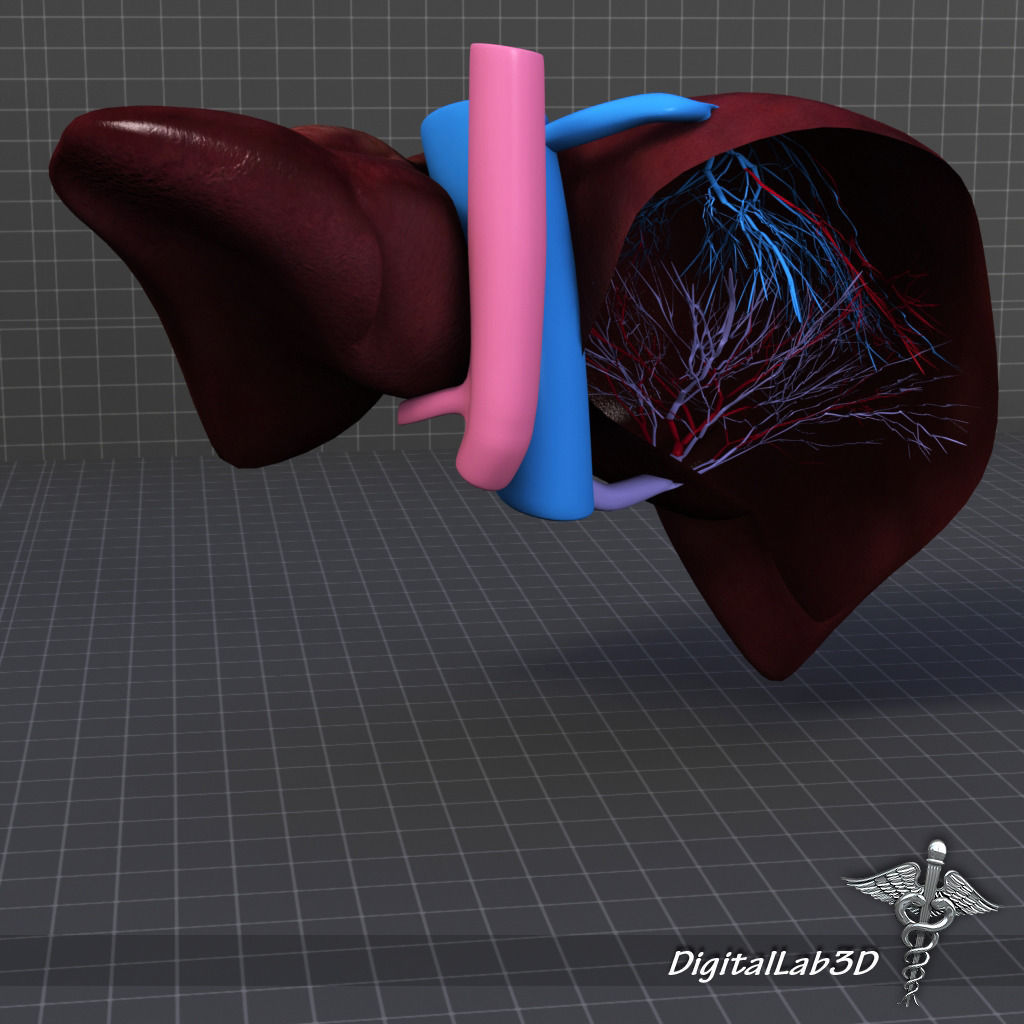 Liver Anatomy 3D model_4