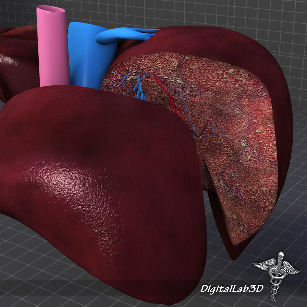 Liver Anatomy 3D model_3