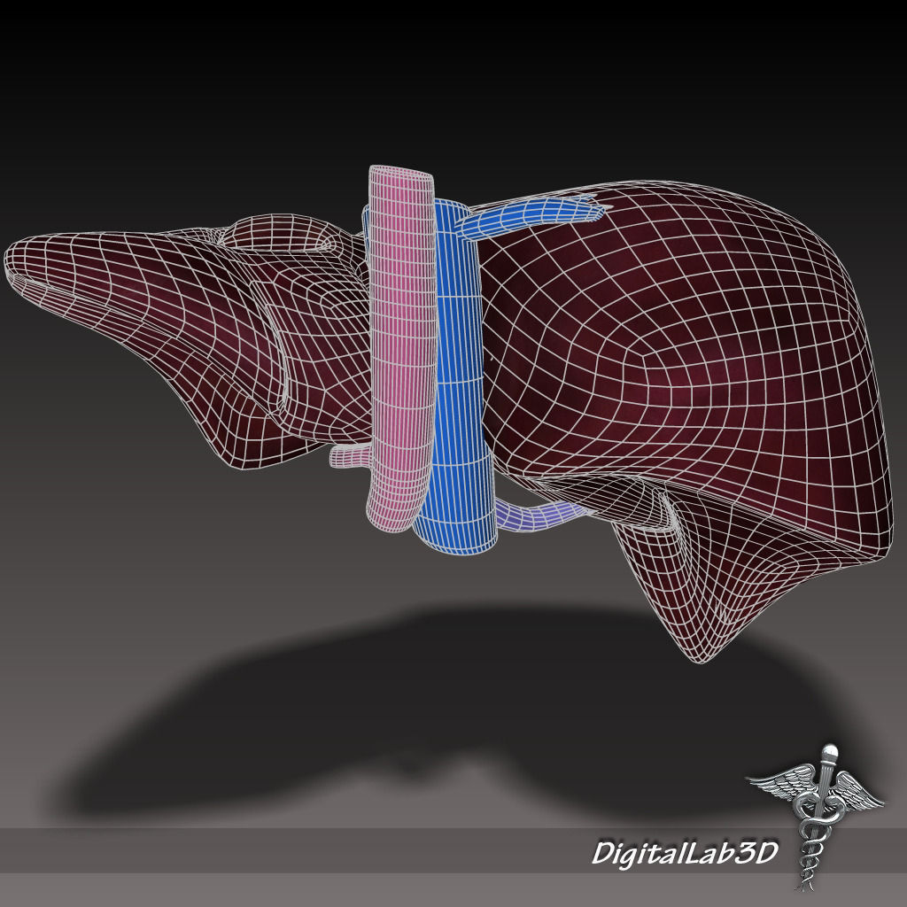 Liver Anatomy 3D model_6