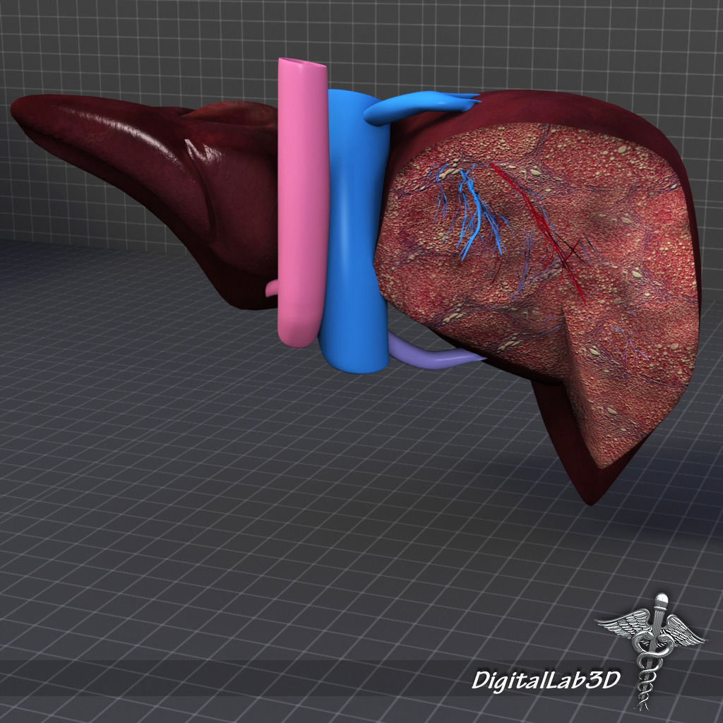 Liver Anatomy 3D model_1