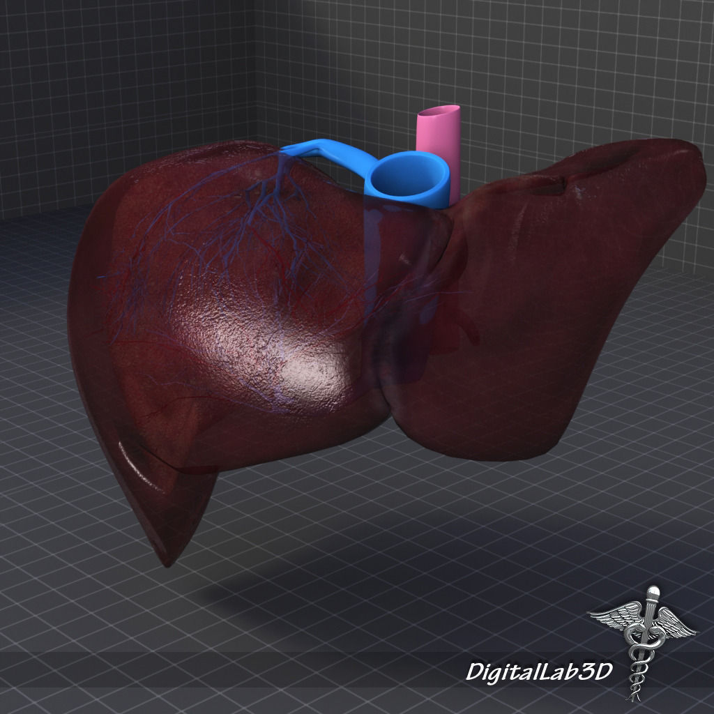 Liver Anatomy 3D model_2