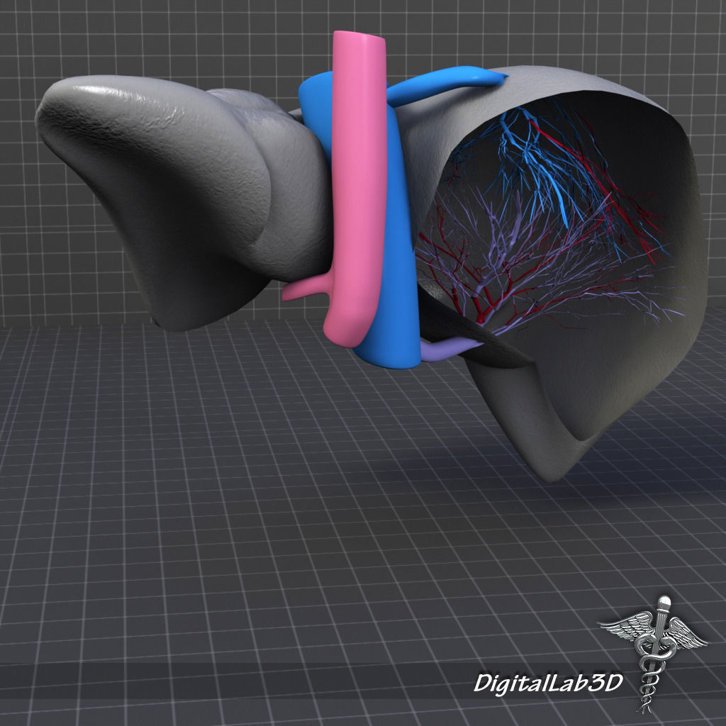 Liver Anatomy 3D model_5