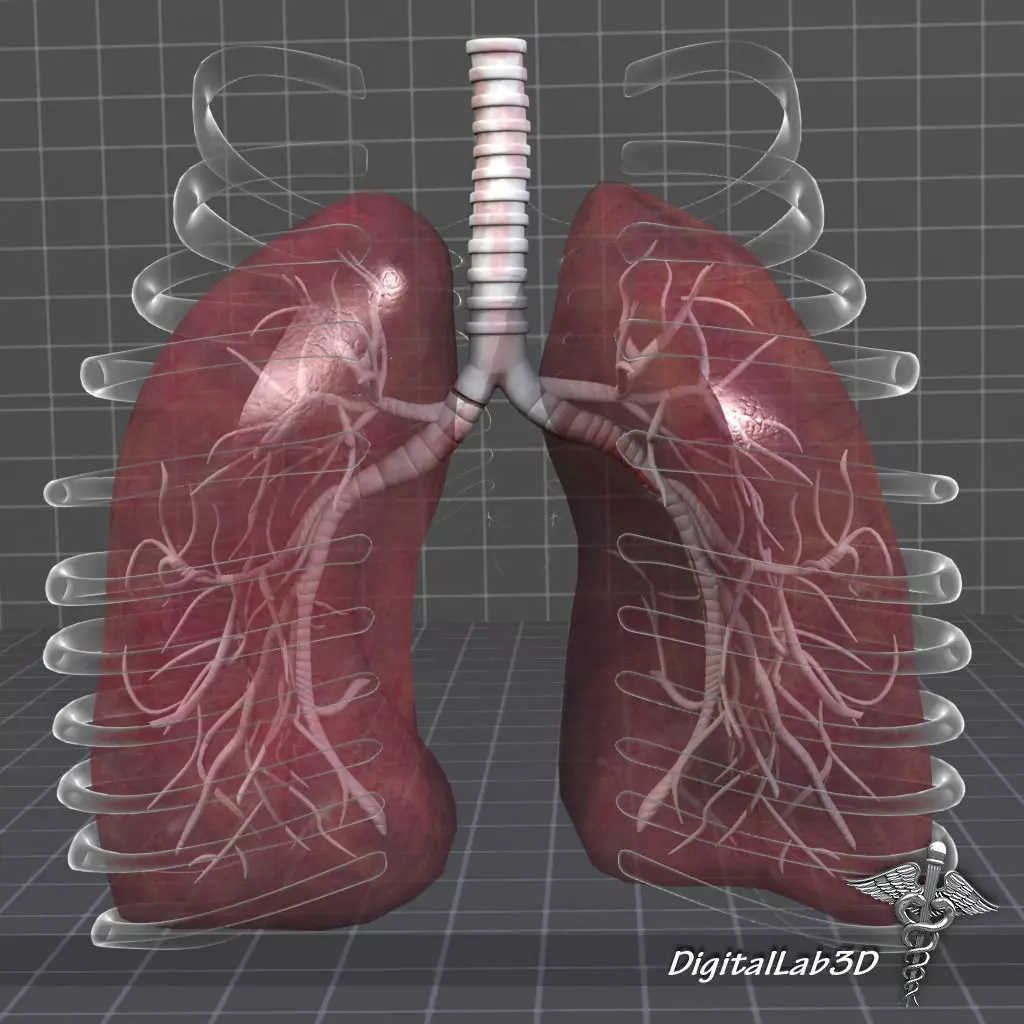 Lungs Anatomy 3D model
