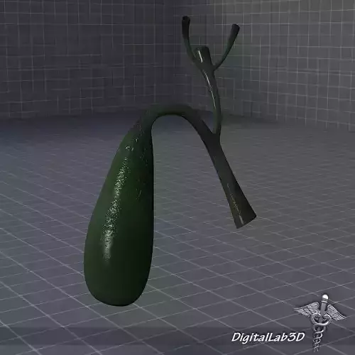 Gall Bladder 3D model
