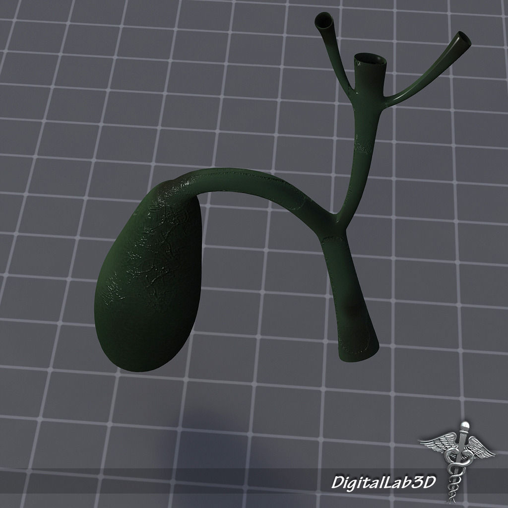 Gall Bladder 3D Model .max .obj .3ds .fbx .c4d .lwo .lw .lws