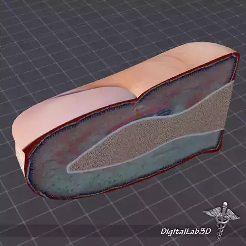 Nail Anatomy 3D model