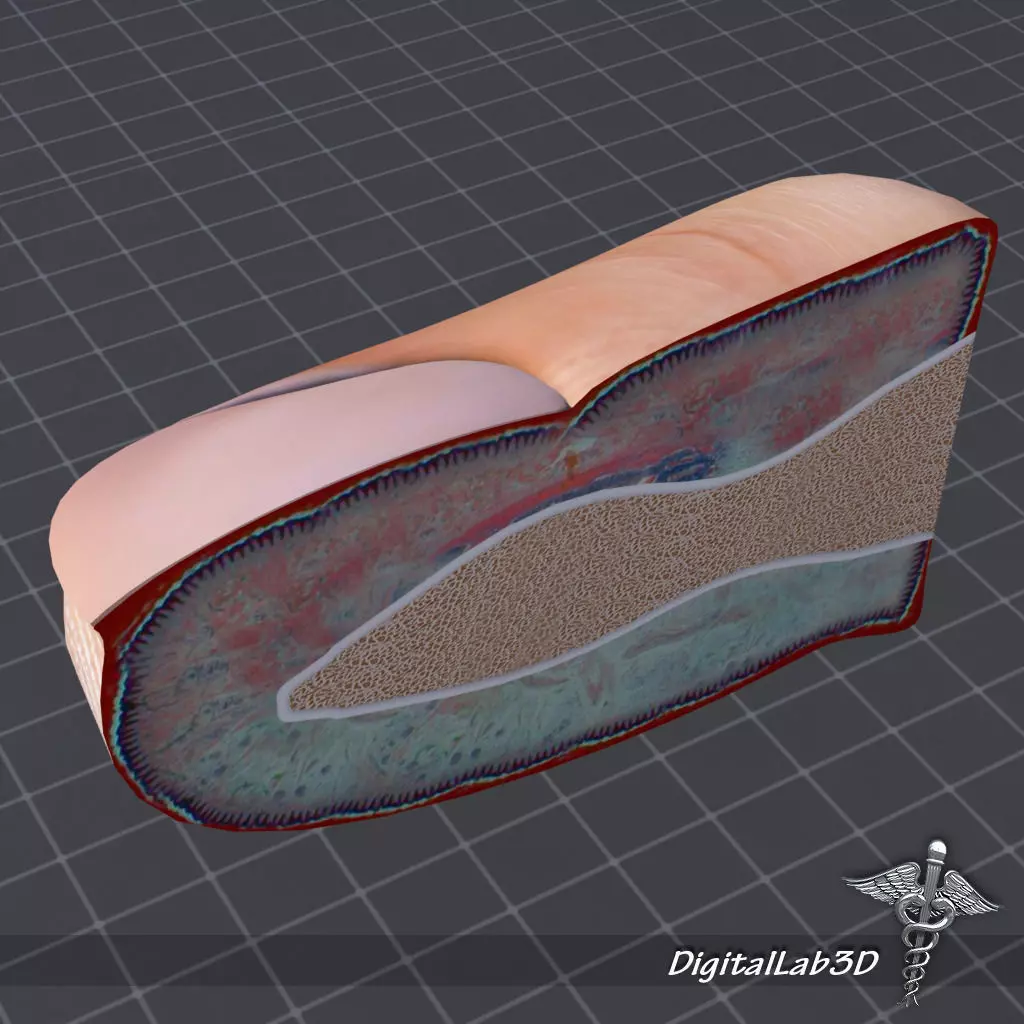 Nail Anatomy 3D model