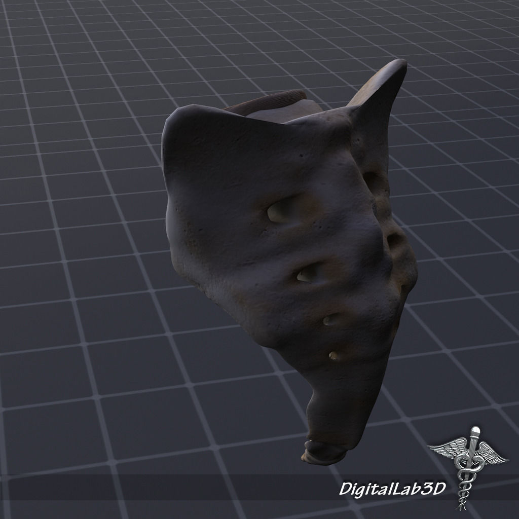 Human Sacrum Vertebrae 3D model_4