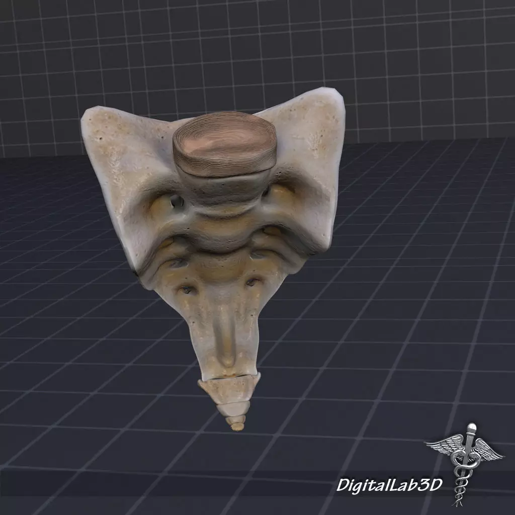Human Sacrum Vertebrae 3D model_0
