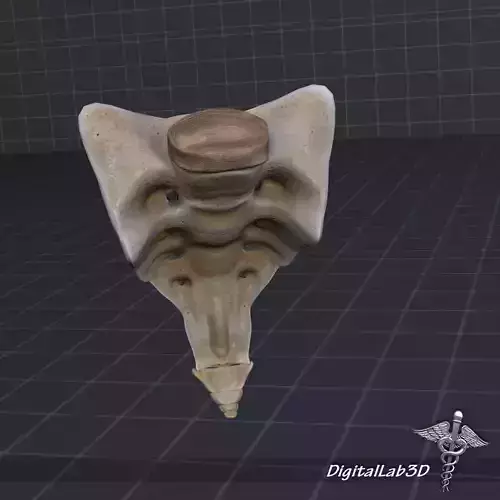 Human Sacrum Vertebrae 3D model