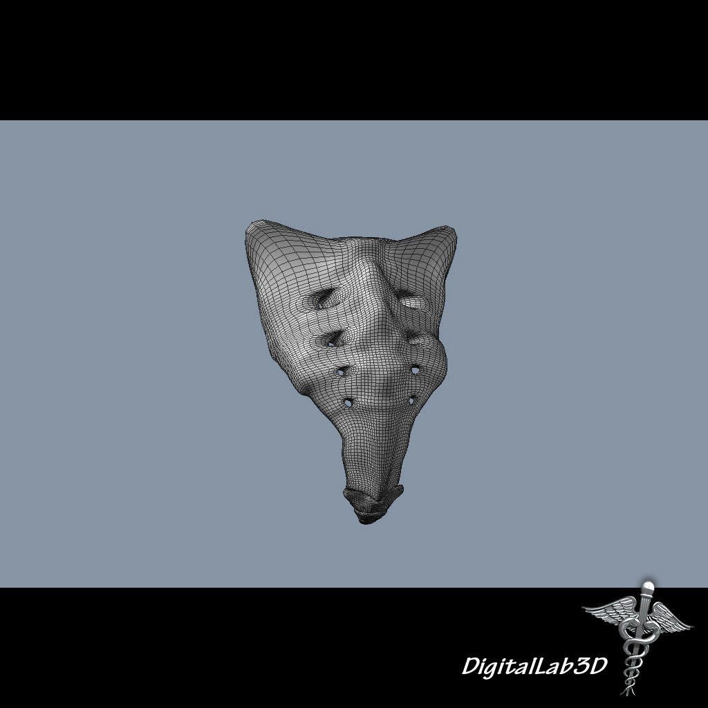 Human Sacrum Vertebrae 3D model_6