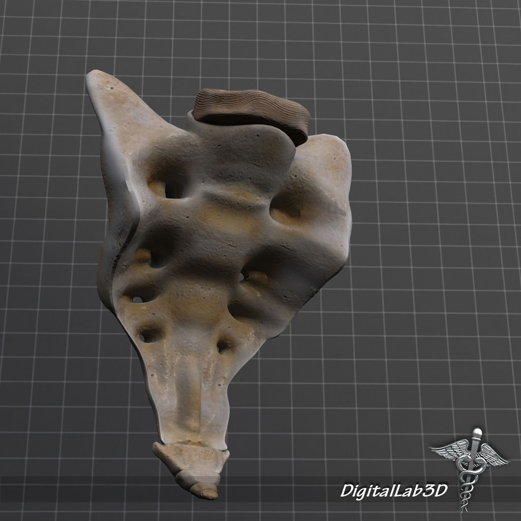 Human Sacrum Vertebrae 3D model_3