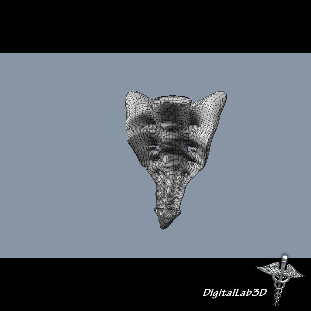Human Sacrum Vertebrae 3D model_7