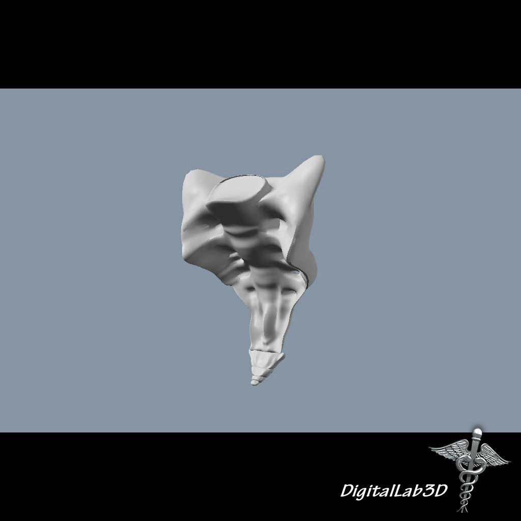 Human Sacrum Vertebrae 3D model_5