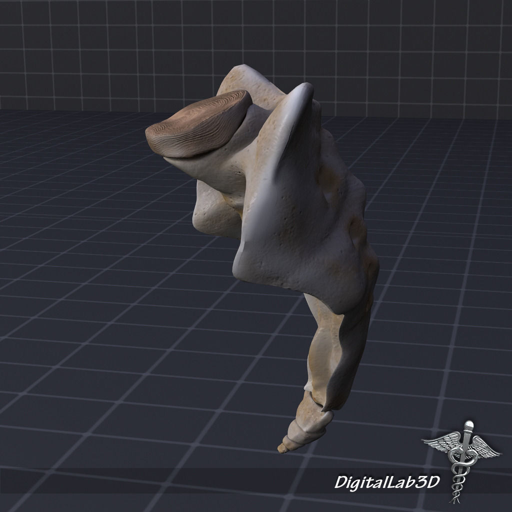 Human Sacrum Vertebrae 3D model_1
