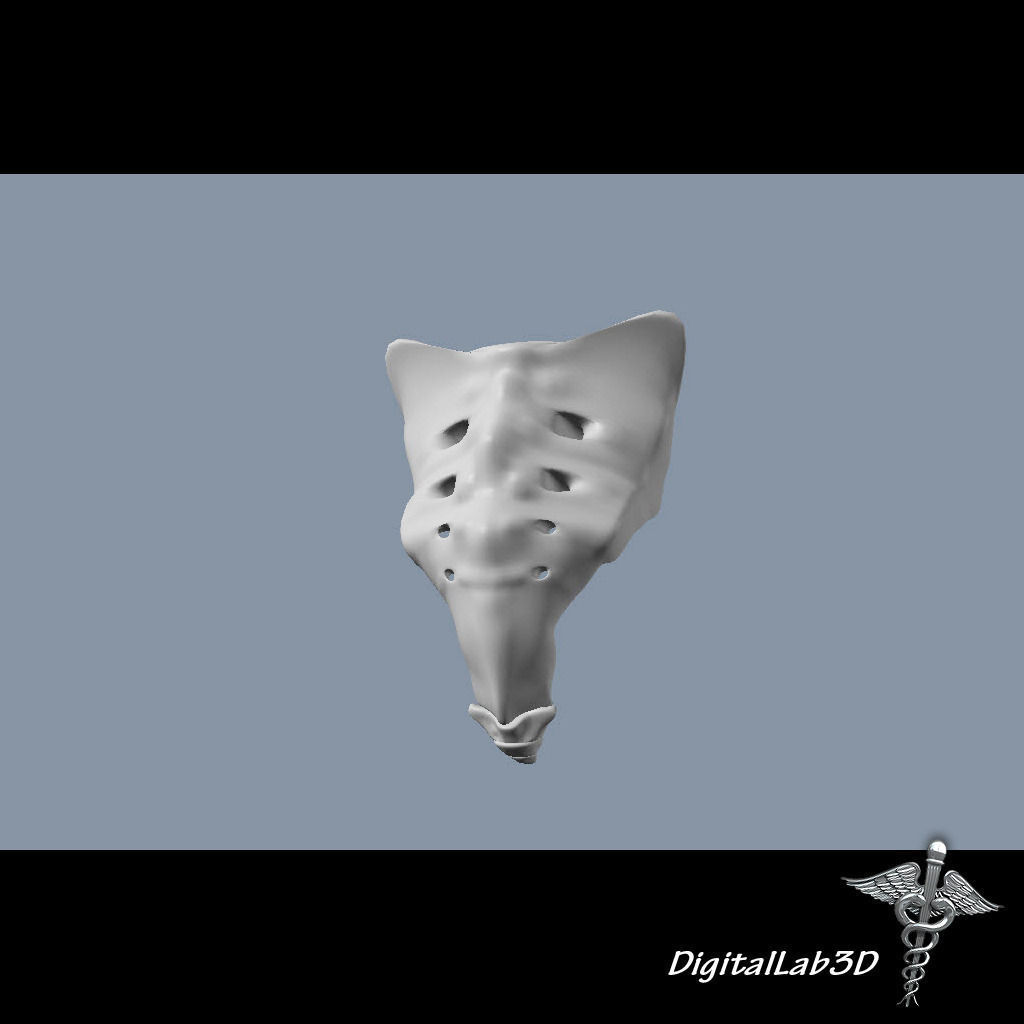 Human Sacrum Vertebrae 3D model_8