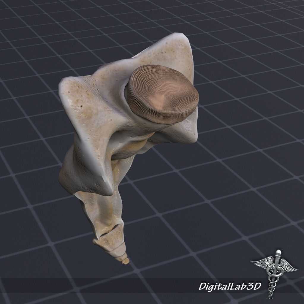 Human Sacrum Vertebrae 3D model_2