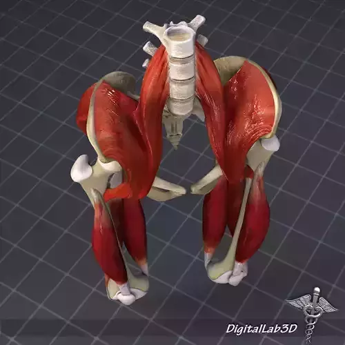 Pelvis Muscle Bone Anatomy 3D model