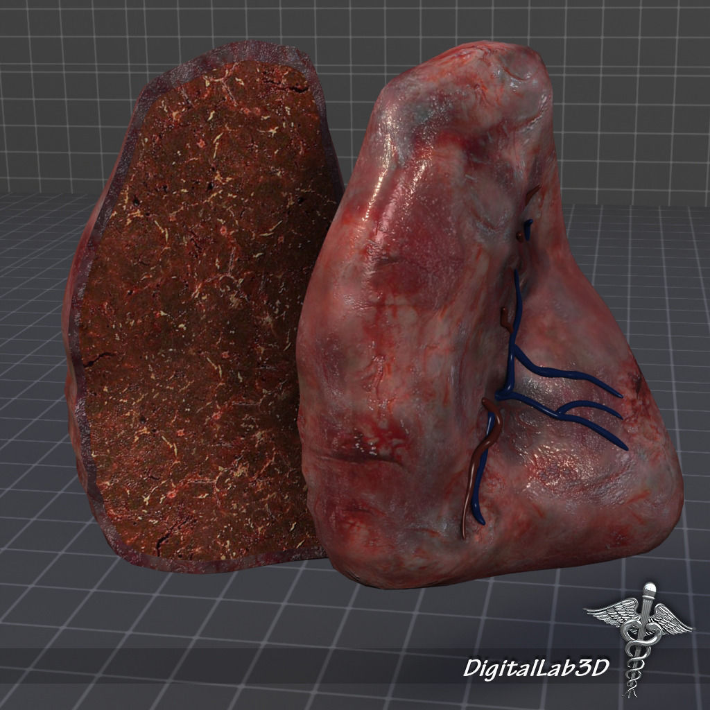 Spleen lungs 3D model_4