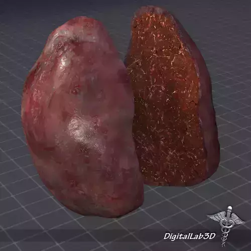 Spleen lungs 3D model