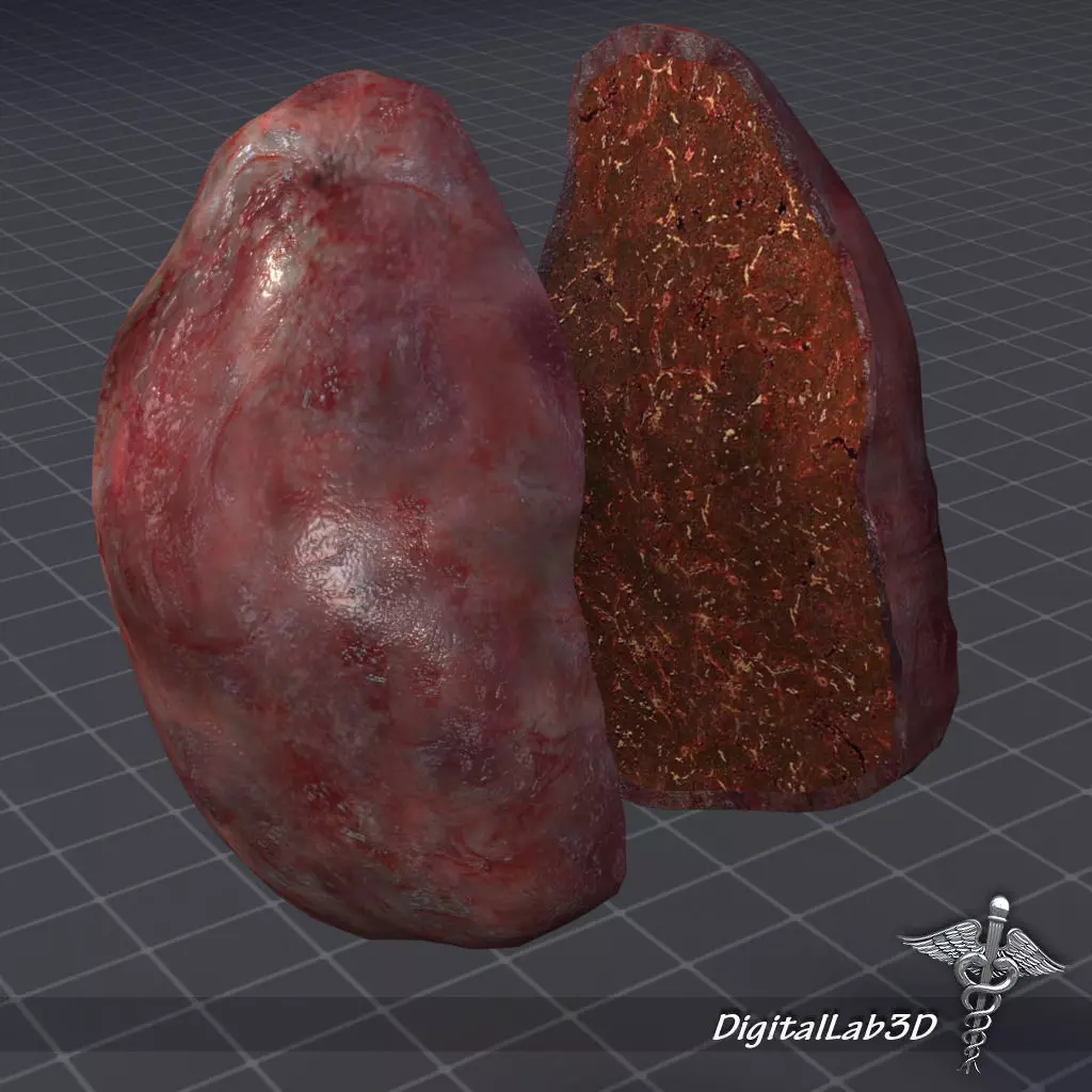 Spleen lungs 3D model_0