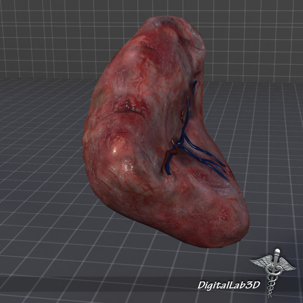 Spleen lungs 3D model_3