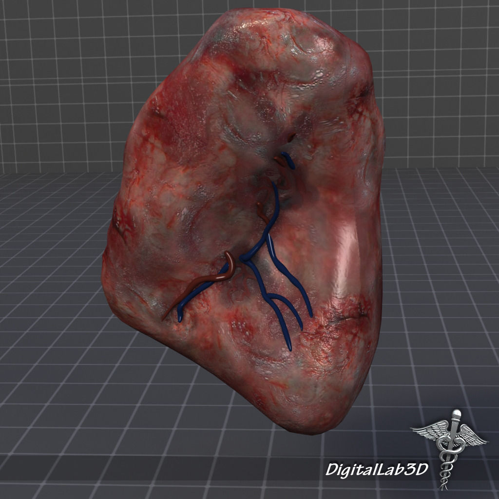 Spleen lungs 3D model_1