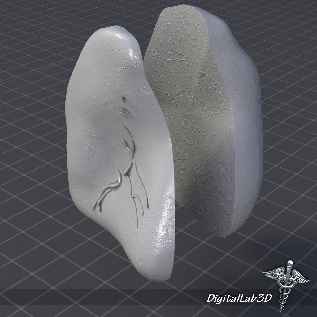 Spleen lungs 3D model_5