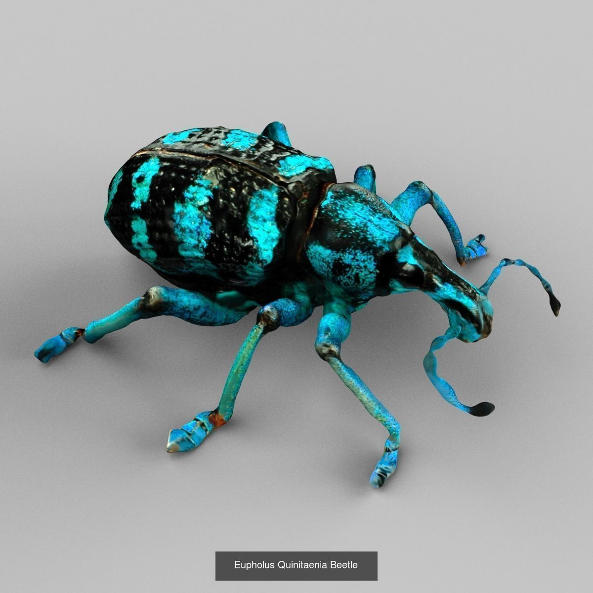 16 Insects Complete Collection _11