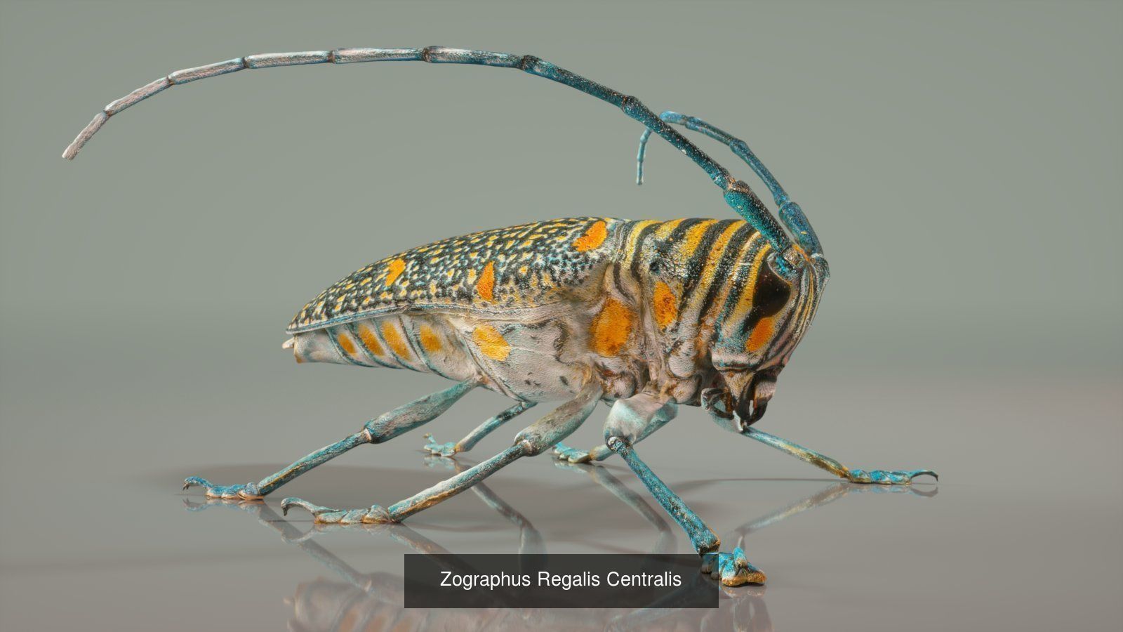 16 Insects Complete Collection _1