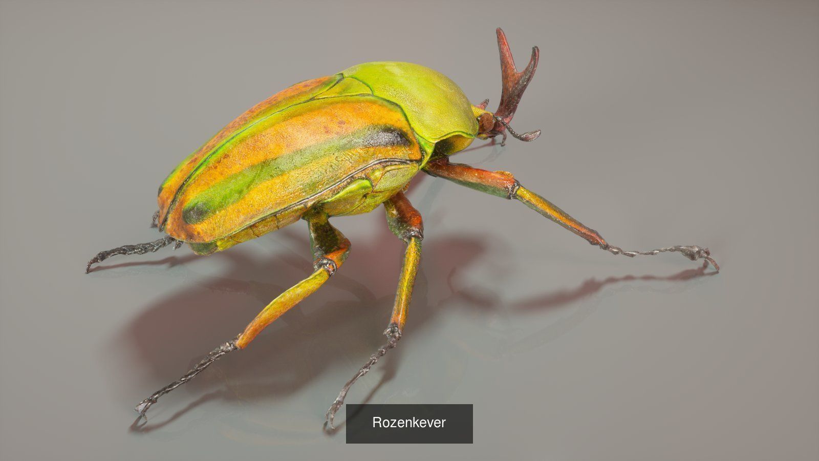 16 Insects Complete Collection _7