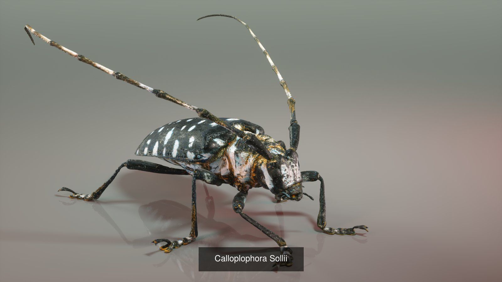 16 Insects Complete Collection _3