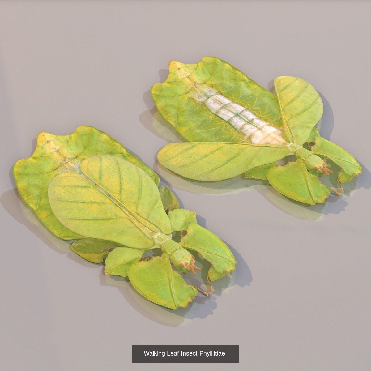 16 Insects Complete Collection _12