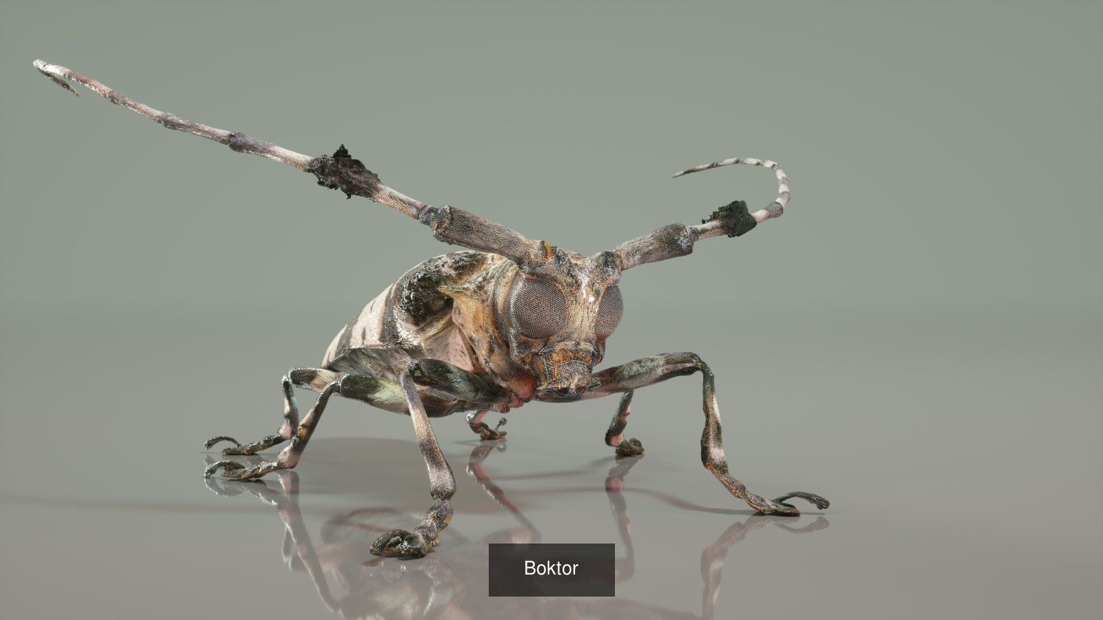 16 Insects Complete Collection _5