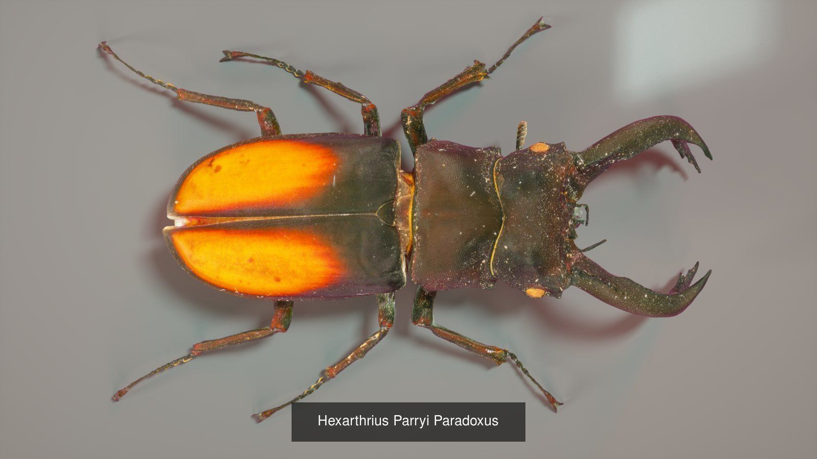 16 Insects Complete Collection _9