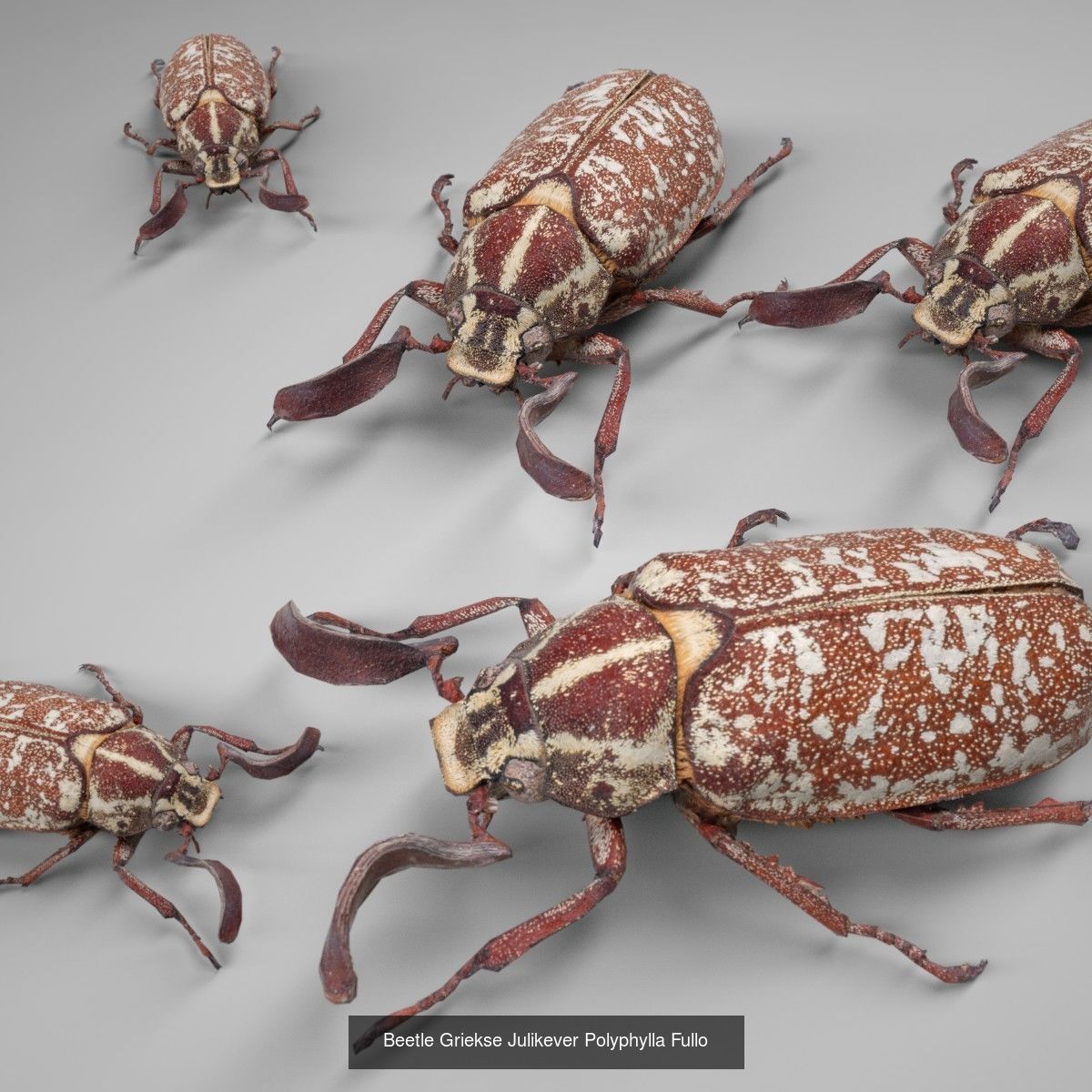 16 Insects Complete Collection _15