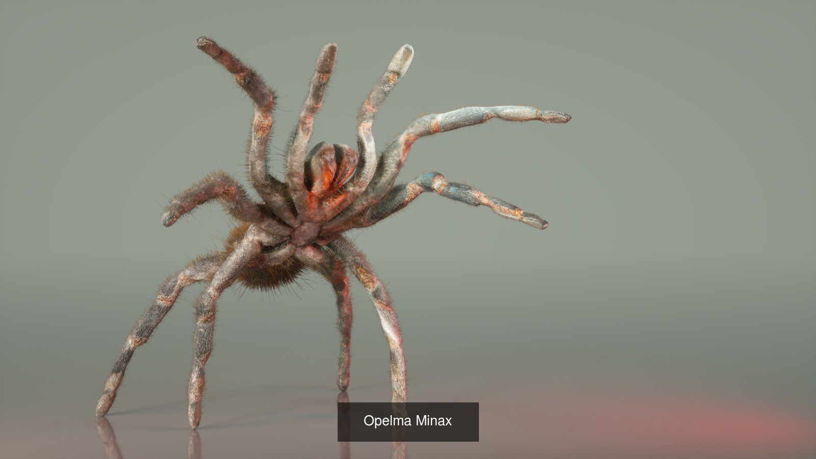 16 Insects Complete Collection _4