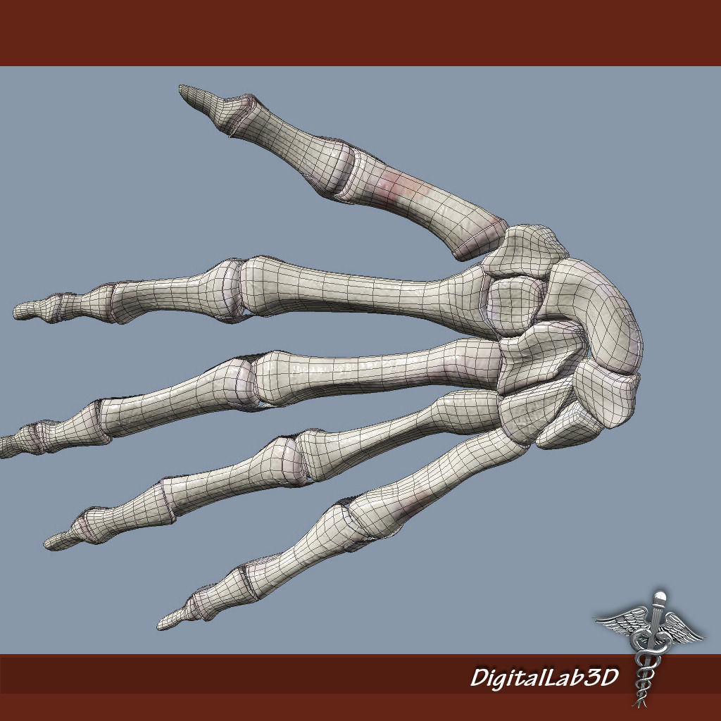 Human Wrist Bone Structure 3D model_5
