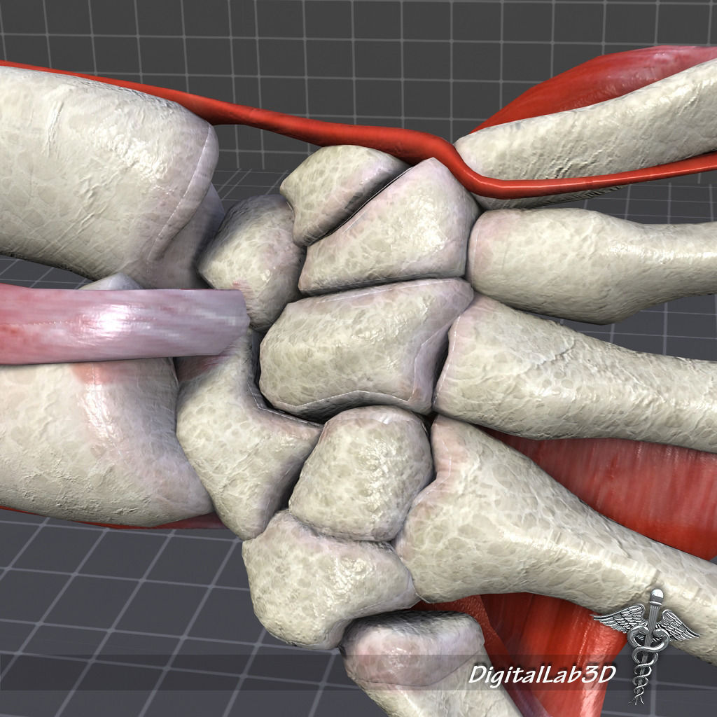 Human Wrist Bone Structure 3D model_2