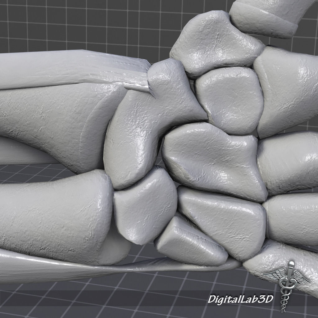 Human Wrist Bone Structure 3D model_6