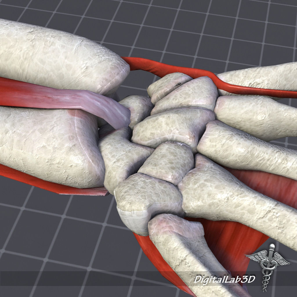 Human Wrist Bone Structure 3D model_1