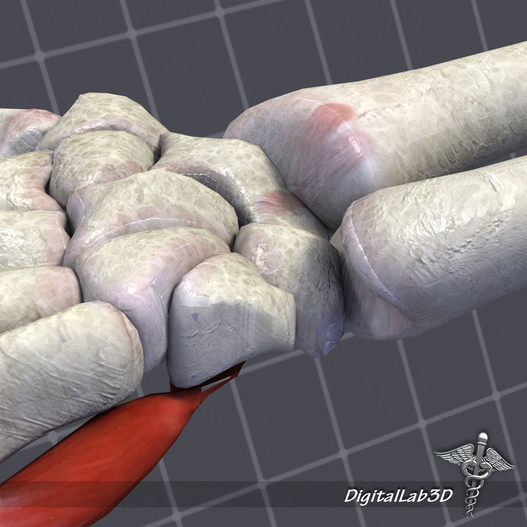 Human Wrist Bone Structure 3D model_3