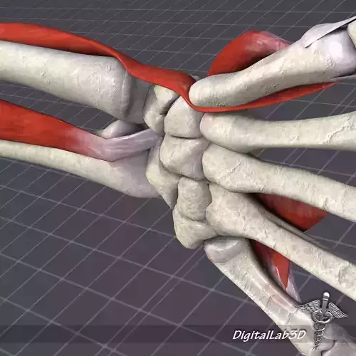 Human Wrist Bone Structure 3D model