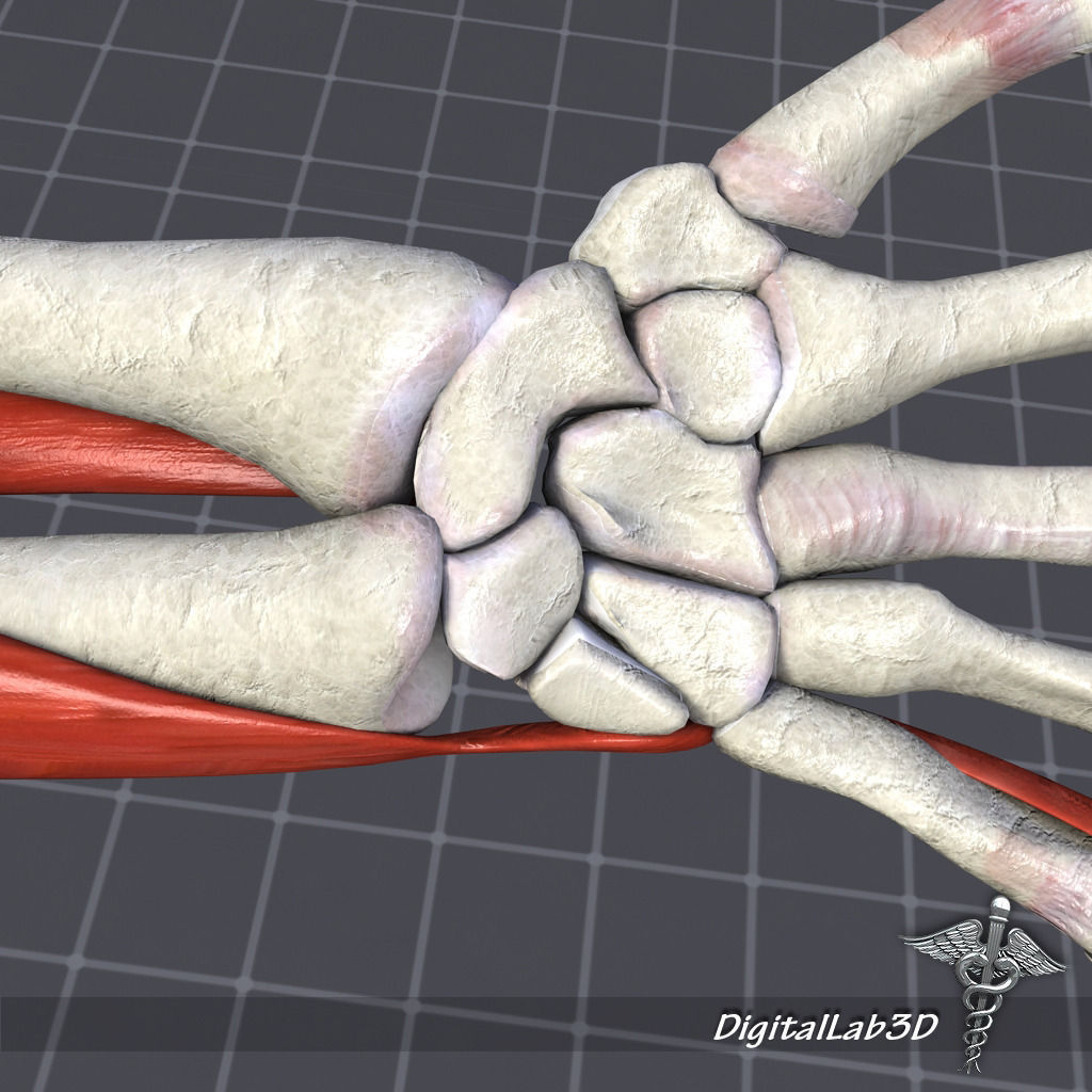 Human Wrist Bone Structure 3D model_4
