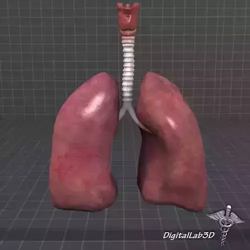 Lungs and Throat Larynx 3D model