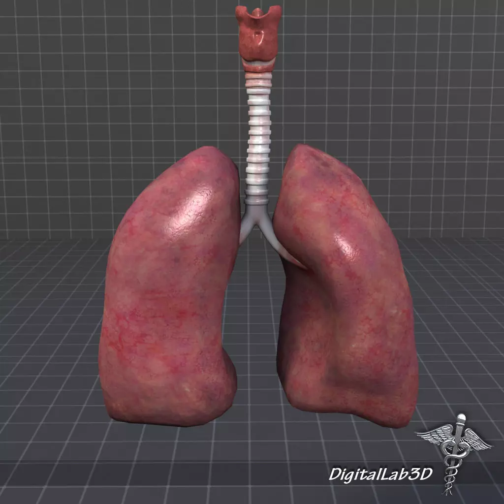 Lungs and Throat Larynx 3D model