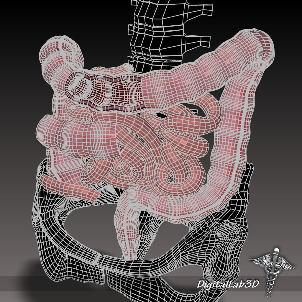 Human Large and Small Intestines Anatomy 3D model_7