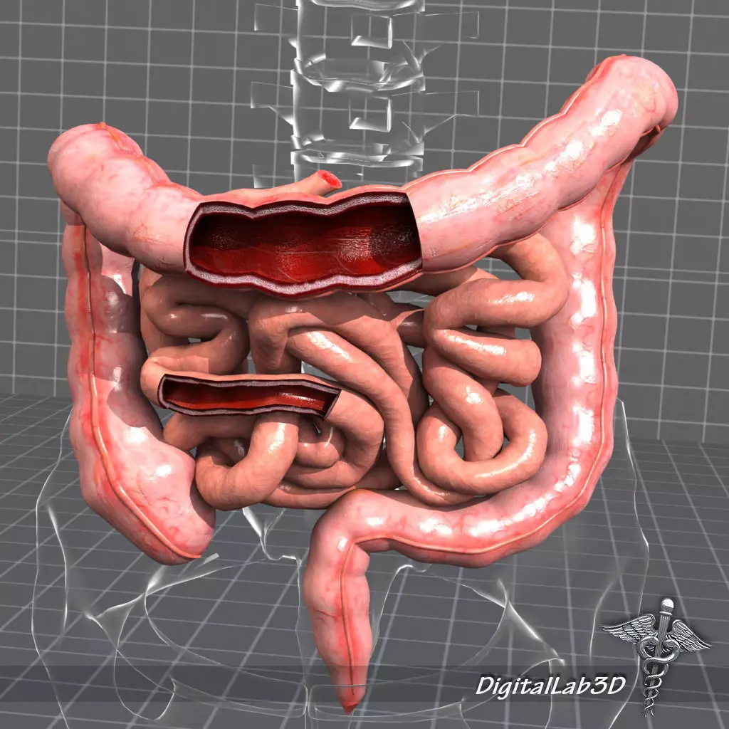 Human Large and Small Intestines Anatomy 3D model_0
