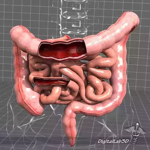 Human Large and Small Intestines Anatomy 3D model